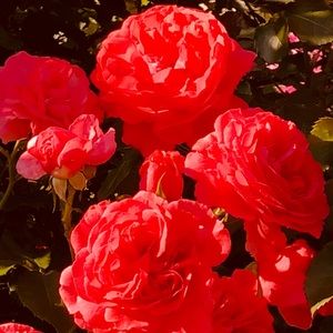 Meet your Posher, Fiona